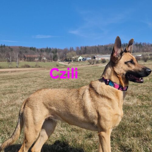 Czili z obrożą w kwiaty