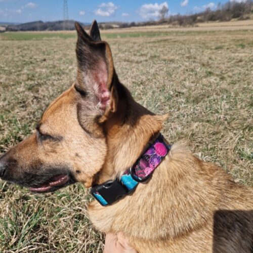 Czili z obrożą w kwiaty