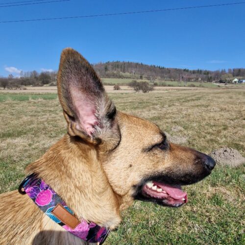 Czili z obrożą w kwiaty